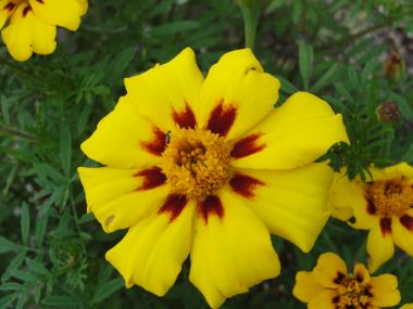 Billede af blomst